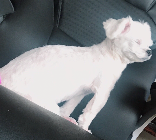 갤러리 이미지 - 강아지 사진 1