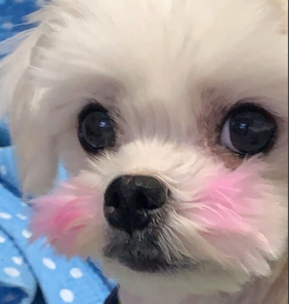 갤러리 이미지 - 강아지 사진 2