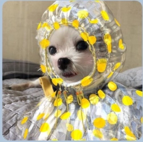 갤러리 이미지 - 강아지 사진 3