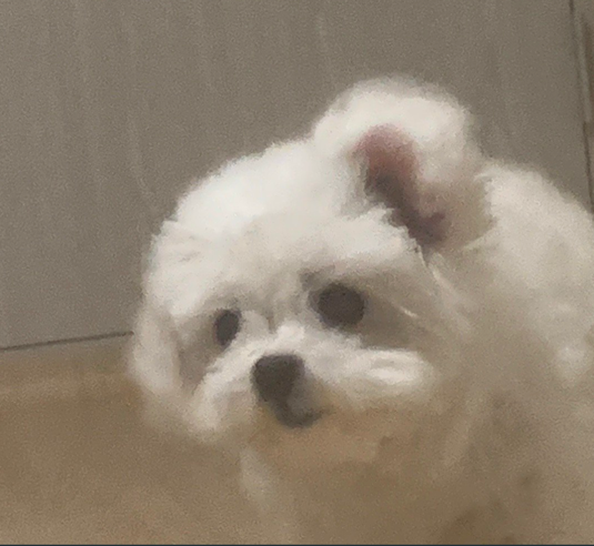 갤러리 이미지 - 강아지 사진 4