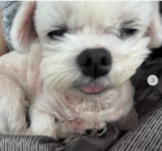 갤러리 이미지 - 엽기 강아지 사진 3