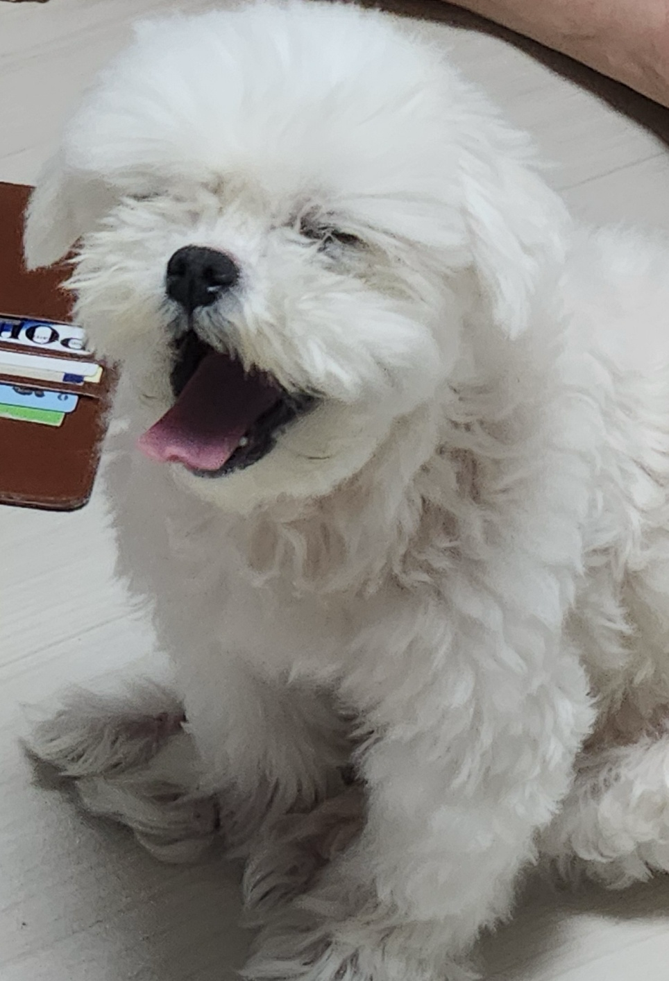 갤러리 이미지 - 강아지 사진 5