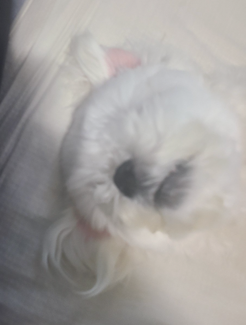 갤러리 이미지 - 엽기 강아지 사진 2