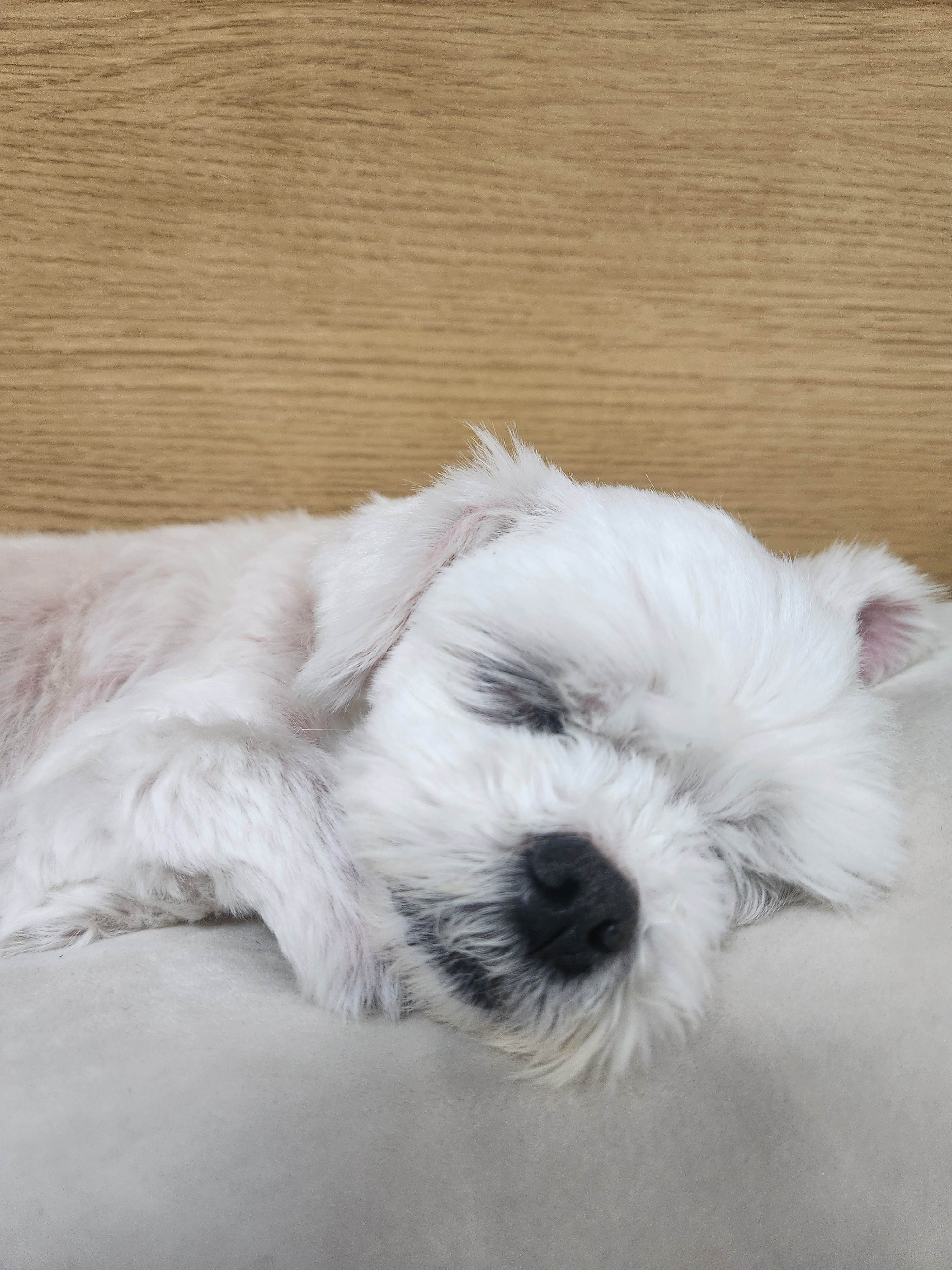 갤러리 이미지 - 엽기 강아지 사진 1