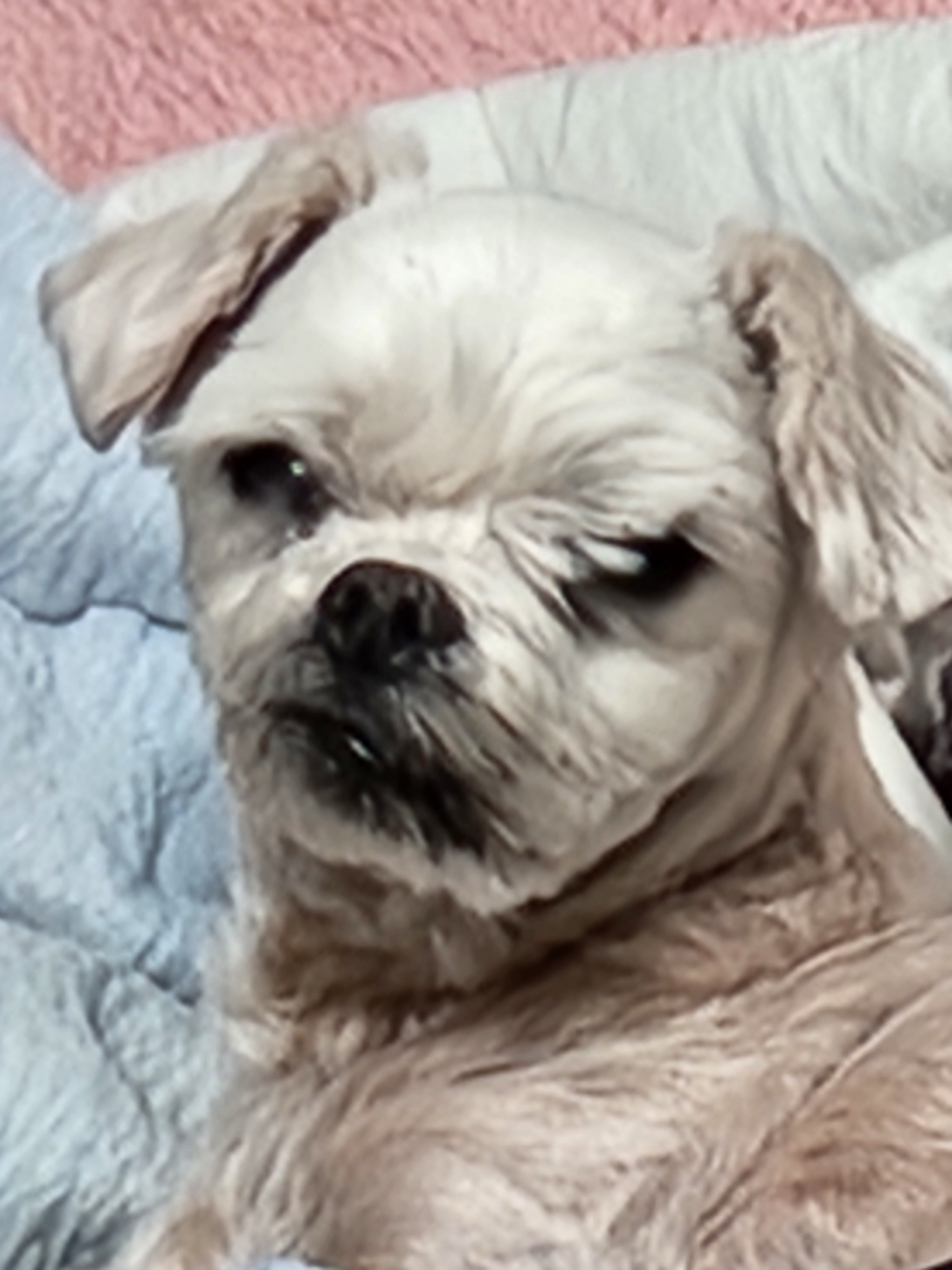 갤러리 이미지 - 엽기 강아지 사진 4